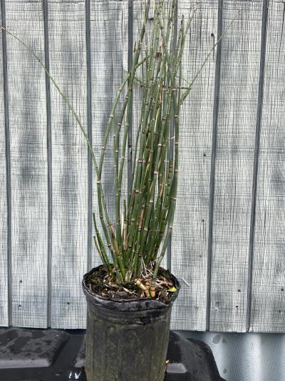 duster for plants Eriocaulon Feather Duster main image 0