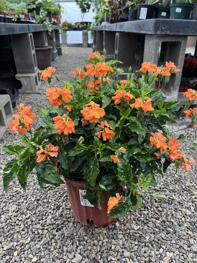 White River Nursery - Crossandra Orange Marmalade 3 Gal