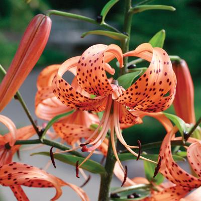 Orange Tiger Lily | Lilium lancifolium | Orange | Zone 3-9 | Full Sun | Partial Shade