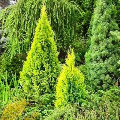White River Nursery - Highlights Arborvitae Thuja Occidentalis 10 Gal