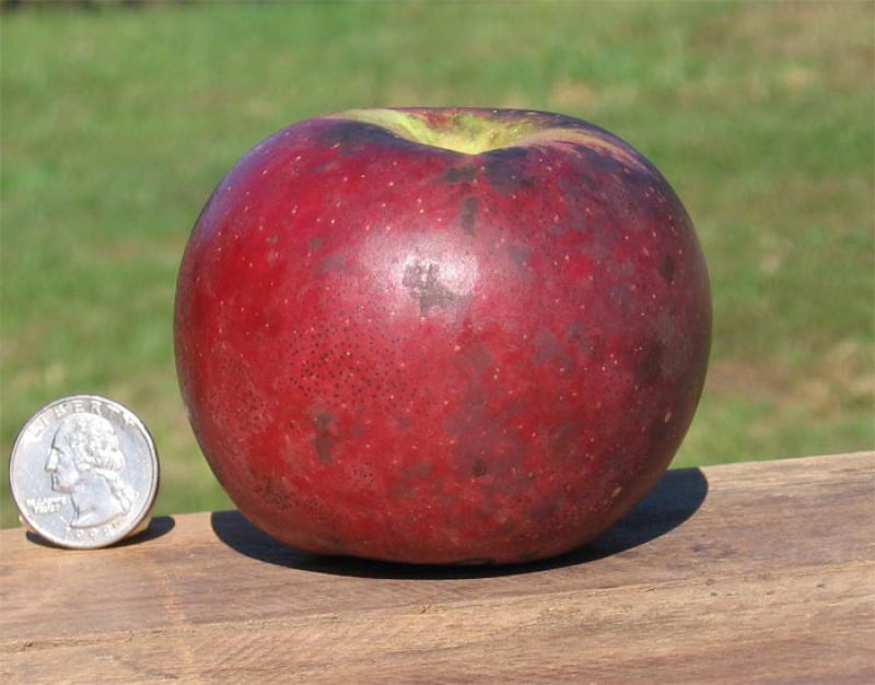 White River Nursery Arkansas Black Semi Dwarf Apple Malus Pumila Bare