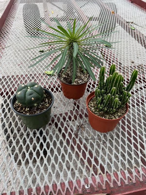 White River Nursery - Cactus Assortment Cactus 6" Pot
