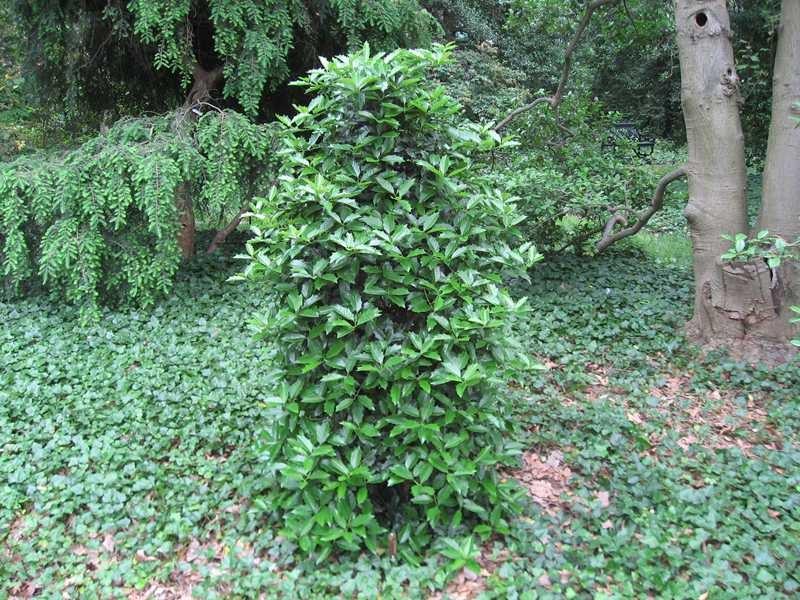 White River Nursery - Oakleaf Holly Ilex x Conaf 3 Gal