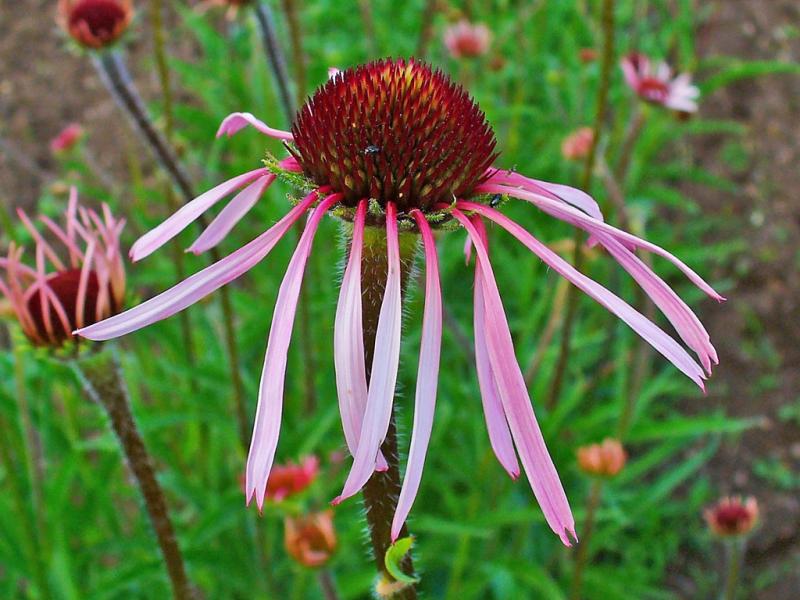 Soft Pink Coneflower