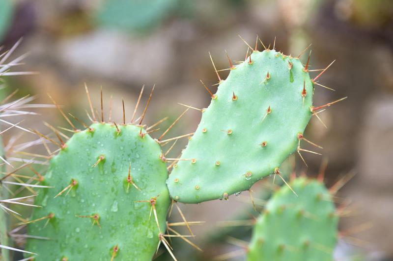 White River Nursery - Prickly Pear Cactus Opuntia Spp. 10" Pot